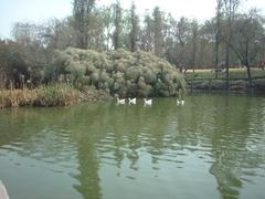 Pond in Parque Tezozómoc, Mexico City