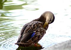 Duck in Tezozómoc Park, Mexico