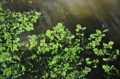 Beech leaves and twigs reflected in water