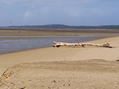 Lighthouse of La Coubre with driftwood in the foreground