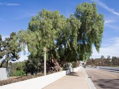 Peruvian pepper tree in Balboa Park