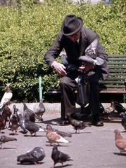 man feeding pigeons at Piazza San Marco in Florence 1977