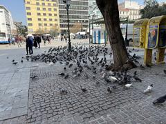 pigeons at Place de la Résistance Nationale in Athens