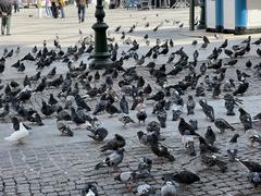 pigeons on Resistance Nationale Square in Athens