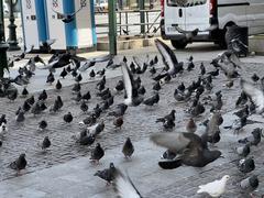 Pigeons in Place de la Résistance Nationale, Athens