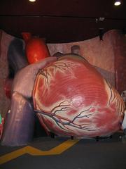 Giant Heart exhibit at The Franklin Institute