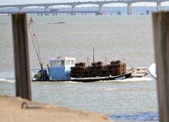 Boat returning from oyster farms