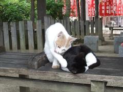 Cat sitting on a wooden surface looking upwards