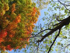 Montreal skyline view with autumn foliage