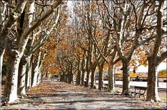 Platanes trees in autumn at Promenade de Peyrou, Montpellier