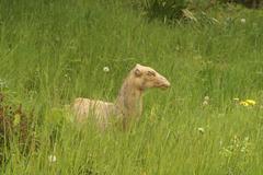 Camel sculpture in the grass in Crystal Palace Park