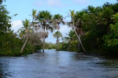 Rio Preguiças with palm trees in Barreirinhas, MA