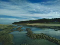 blue sky forest beach