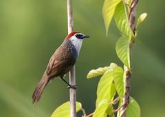 Chestnut-capped Babbler bird perched on a branch