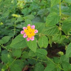 Beautiful flower on Himchari Hill in Bangladesh