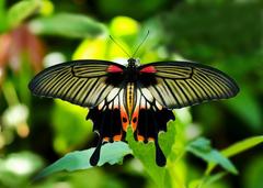 Great Mormon butterfly in Himchari, Bangladesh