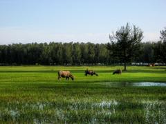 Himchari natural heritage site in Bangladesh