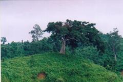 Himchari hills with lush greenery and a tree in the foreground