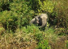 Asian elephant in Himchori natural heritage site, Bangladesh