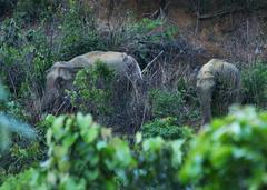 Asian Elephant at Himchari Natural Heritage Site in Bangladesh