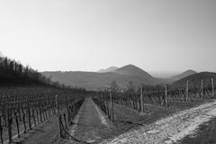 View of Colli Euganei in Cinto Euganeo, Padova, Italy