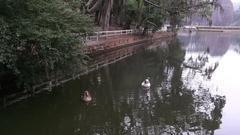 birds on the lake under the shade of trees