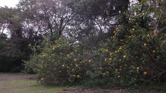 wave of sunflowers emerging from a large forest towards a field