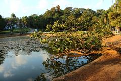 A tree in a dry, cracked landscape reaching toward a nearby water source