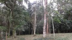 Tall trees surrounded by diverse vegetation