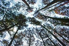 Tall trees in Horto Forest