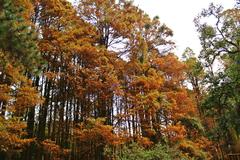 Autumn dry leaves on the ground