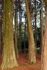 Beautiful trees in a park