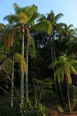 Aerial view of Parque das Palmeiras, a lush green area with trees and a walking path