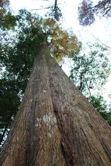 exposed roots of a large tree in a forest