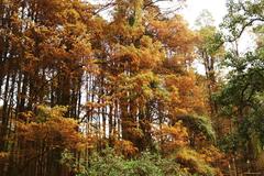 vibrant autumn trees in a park