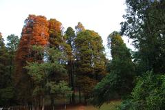 autumn trees with beautiful colors