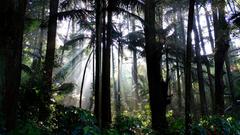 Bosque de Pinus no Parque Estadual Albert Löfgren