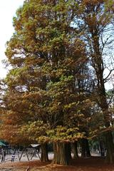 Large tree in a park on a sunny day