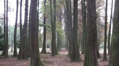 Pathway through ancient tree trunks in a lush natural setting