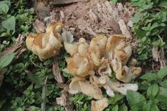 Mushrooms growing on a tree trunk on the ground