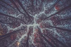 treetops at sunset in a park