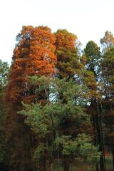 Autumn trees with colorful foliage