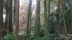 Ancient tree trunks rise above lush plants showcasing the grandeur of nature