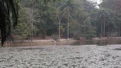 peaceful lake surrounded by trees