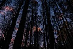 trees during sunset in the park