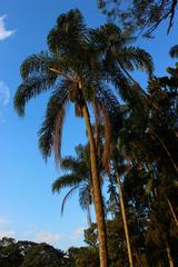 tropical palm tree in a lush green garden