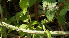 Dot-tailed Whiteface and Eastern Forktails on a branch