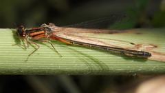 Eastern Forktail at Big Creek National Wildlife Area