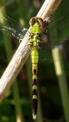 Female Eastern Pondhawk at Big Creek National Wildlife Area