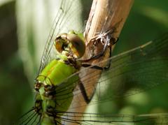 Female Eastern Pondhawk at Big Creek National Wildlife Area